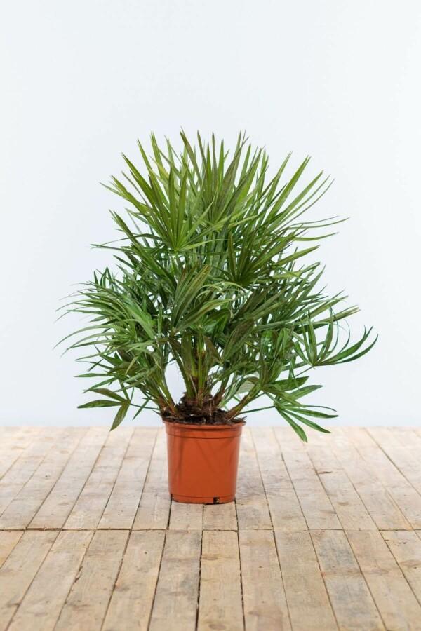 Europese Dwergpalm / Chamaerops Humilis struik 60-80 cm, Tuin en Terras, Planten | Tuinplanten