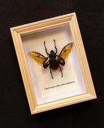 Kever Taxidermie volledige montage - Chalcosoma atlas atlas, Nieuw