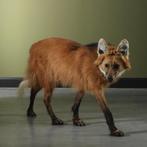 Manenwolf Taxidermie Opgezette Dieren By Max, Ophalen of Verzenden, Nieuw, Wild dier, Opgezet dier