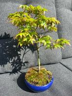 Acer Palmatum Orange Dream - Hoogte (boom): 23 cm - Diepte