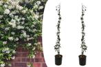 2 XL Toscaanse Jasmijnplanten op stok (100 - 110 cm), Tuin en Terras, Planten | Tuinplanten