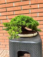 Jeneverbes bonsai (Juniperus) - Hoogte (boom): 18 cm -, Antiek en Kunst