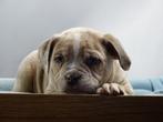 Old English Bulldog pups! | Mogen mee! | Hartelijk Welkom., Parvo, Nederland, 8 tot 15 weken, Bulldog