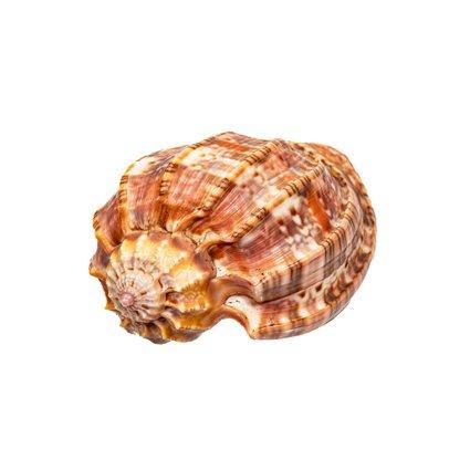 Algemene harp Skelet - Harpa harpa - 0 cm - 0 cm - 65 mm-, Verzamelen, Dierenverzamelingen