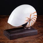Kamerliggend Nautilus-exemplaar op op maat gemaakte sokkel, Nieuw