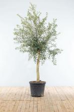 Olijfboom / Olea Europaea op stam 150-175 cm