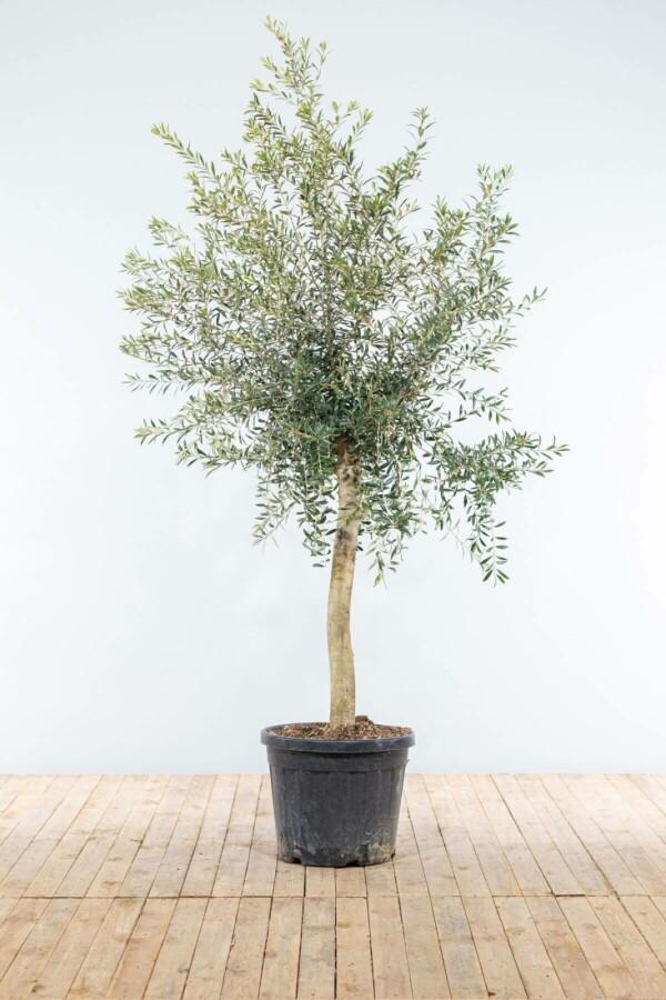 Olijfboom / Olea Europaea op stam 150-175 cm, Tuin en Terras, Planten | Tuinplanten