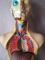 Onderwijs/demonstratiemodel - Plastic - 1990-2000, Antiek en Kunst