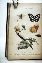 Arnaud Berquin / E. Bataille - Histoire naturelle pour la