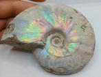 Topkleuren - iriserende ammoniet - Cleoniceras Besairei