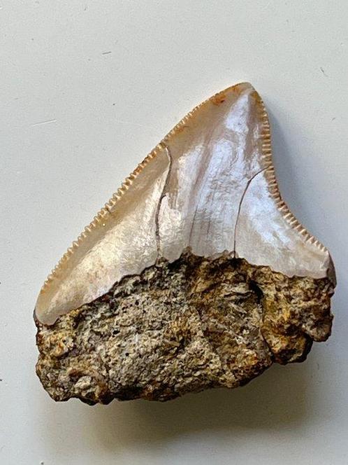 Megalodon tand 5,1 cm - Fossiele tand - Carcharocles, Verzamelen, Dierenverzamelingen