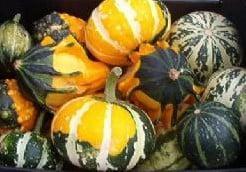 Mix Small kalebas 50 zaden, Hobby en Vrije tijd, Knutselen, Nieuw, Ophalen of Verzenden