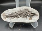 Fossiel - Fossiele matrix - Acanthosoma labiduroides - 13.5, Verzamelen, Mineralen en Fossielen
