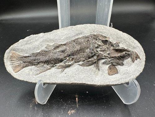 Fossiel - Fossiele matrix - Acanthosoma labiduroides - 13.5, Verzamelen, Mineralen en Fossielen