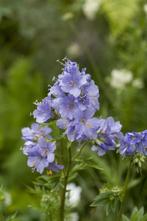 Jacobsladder Polemonium caeruleum 15-20 Pot P9