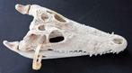 Siamese Krokodil Schedel - Crocodylus siamensis - 14.5 cm -, Verzamelen, Dierenverzamelingen, Nieuw