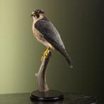 Barbarijse Valk Taxidermie Opgezette Dieren By Max, Verzamelen, Ophalen of Verzenden, Nieuw, Vogel, Opgezet dier