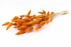 Lagurus ovatus bundel +/- 50gr okergeel oranjegeel pluimgras, Ophalen of Verzenden, Nieuw