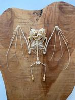 Lesser Short-nosed Fruit Bat - Taxidermie volledige montage