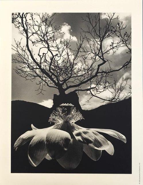 Jerry Uelsmann - Untitled, 1968, Antiek en Kunst, Kunst | Designobjecten