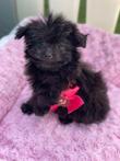 Pompoo kruising pomeranian x toy poedel super schattig