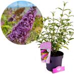 Buddleja Pink Delight + pot 19cm, Verzenden