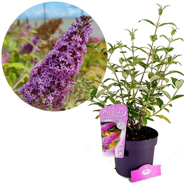 Buddleja Pink Delight + pot 19cm, Tuin en Terras, Planten | Tuinplanten, Verzenden