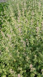 Nepeta faassenii Six Hills Giant Walker's Low Kattekruid, Tuin en Terras, Planten | Tuinplanten, Verzenden, Zomer, Vaste plant