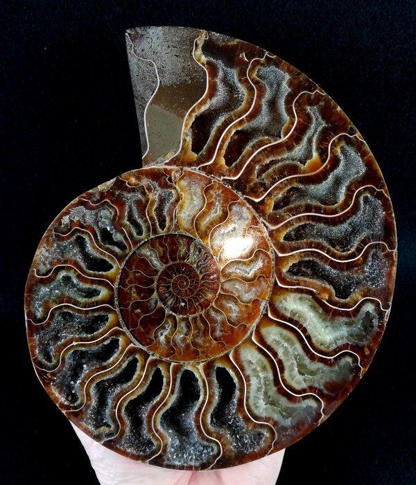 Ammoniet - Gefossiliseerd dier - Aioloceras (Cleoniceras), Verzamelen, Mineralen en Fossielen