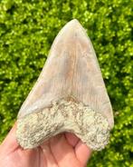 Megalodon - Fossiele tand - 13 cm - 10 cm, Verzamelen, Mineralen en Fossielen