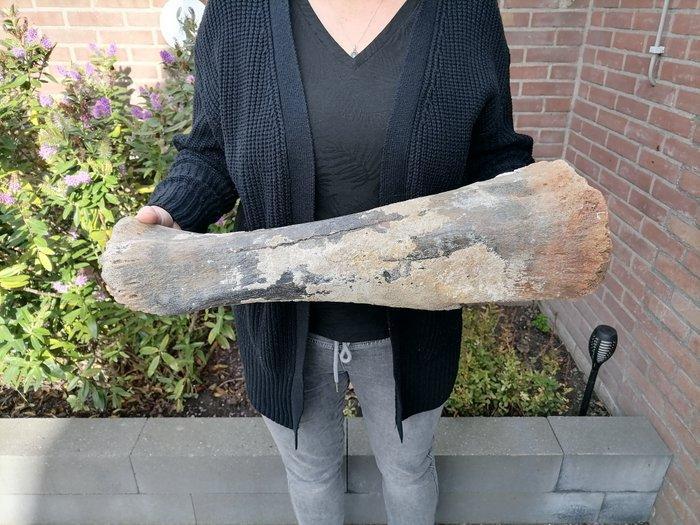 Wolharige mammoet - Fossiel bot - Mammuthus primigenius, Verzamelen, Mineralen en Fossielen