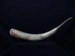 African Watusi Horn Gewei - Bos taurus watusi - 7 cm - 7 cm, Verzamelen, Dierenverzamelingen, Nieuw
