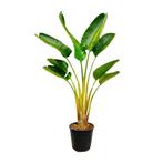 Actie Strelitzia Augusta | 160 cm - Ø21-24cm nu voor 55.95, Huis en Inrichting, Verzenden