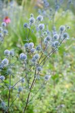 Blauwe distel Eryngium planum Blauer Zwerg Pot