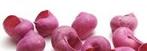 Landsnail small Fuchsia 250 gram Geverfde landslak schelpen, Ophalen of Verzenden, Nieuw