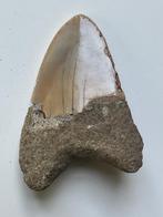Megalodontenkies 6,1 cm - Fossiele tand - Carcharocles