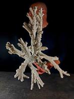 enorme koraaltak Taxidermie volledige montage - Acropora, Nieuw