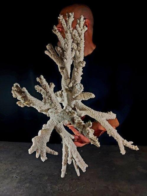 enorme koraaltak Taxidermie volledige montage - Acropora, Verzamelen, Dierenverzamelingen