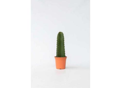 Euphorbia ingens, Huis en Inrichting, Kamerplanten, Verzenden