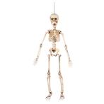 Halloween Skelet 50cm, Hobby en Vrije tijd, Feestartikelen, Nieuw, Verzenden