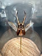 Kevel Taxidermie volledige montage - Cyclommatus metallifer, Antiek en Kunst, Curiosa en Brocante