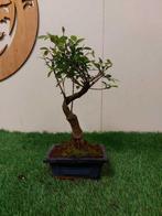 Japanese iep bonsai (Zelkova) - Hoogte (boom): 25 cm -, Antiek en Kunst