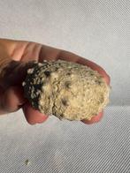 Zee-egel - Gefossiliseerd dier - Conopygus - 4.4 cm (Zonder, Verzamelen, Mineralen en Fossielen