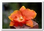 Oranje orchidee zijdebloem kunstbloem, kunstorch orchididee, Nieuw, Ophalen of Verzenden
