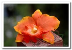 Oranje orchidee zijdebloem kunstbloem, kunstorch orchididee, Huis en Inrichting, Woonaccessoires | Kunstplanten en Kunstbloemen