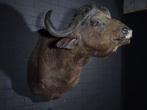 Large Cape Buffalo - Taxidermie wandmontage - Syncerus, Nieuw