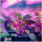 Kobi LED Grow Bulb Planty W 9W E27 - Witte Kweeklamp met..., Huis en Inrichting, Lampen | Overige, Ophalen of Verzenden, Nieuw