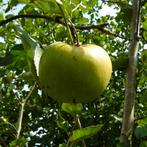 Appelboom - Malus Notarisappel - Omtrek: 14-18 cm | Hoogte:, Tuin en Terras, Planten | Bomen, Ophalen of Verzenden