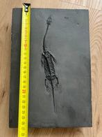 Zeereptiel - Gefossiliseerd dier - Fossil de Keichousaurus -, Verzamelen