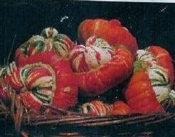 Turkse Muts Reuzen Pompoen 5000 zaden, Hobby en Vrije tijd, Knutselen, Nieuw, Ophalen of Verzenden